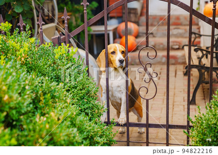 Basset Hound dog at a beautiful wrought iron fence.  94822216