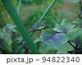 ナスの葉に乗る小さなカエル　撮影場所：家庭菜園（神奈川県大和市） 94822340