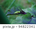 ナスの葉に乗る小さなカエル　撮影場所：家庭菜園（神奈川県大和市） 94822341