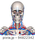 人体頭頸部血管網 94822342