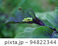 ナスの葉に乗る小さなカエル　撮影場所：家庭菜園（神奈川県大和市） 94822344