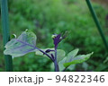 ナスの葉に乗る小さなカエル　撮影場所：家庭菜園（神奈川県大和市） 94822346
