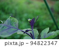 ナスの葉に乗る小さなカエル　撮影場所：家庭菜園（神奈川県大和市） 94822347