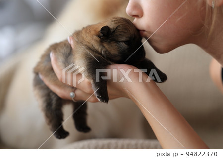 Puppies as a gift in good hands. girl kissing a newborn puppy Puppies as a gift in good hands. girl kissing a newborn puppy 94822370