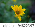 キクイモの花　撮影場所：神奈川県大和市 94822397