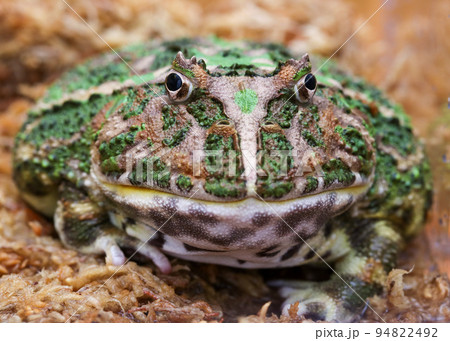 カエル 94822492