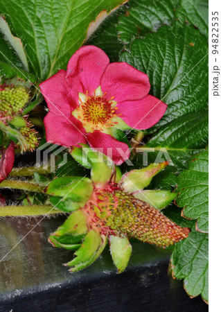 赤いイチゴの花 赤いイチゴの花 94822535