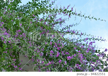 秋の七草、萩の花 秋の七草、萩の花 94822551