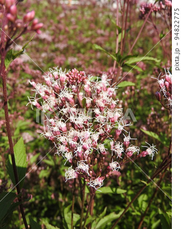 フジバカマの花 94822775
