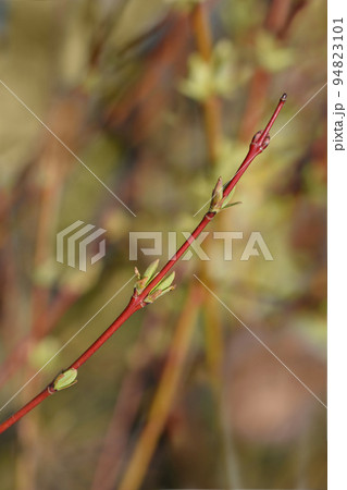 Flamingo Willow Hakuro Nishiki Flamingo Willow Hakuro Nishiki 94823101