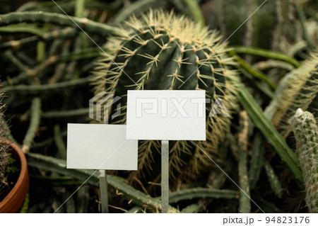 Empty mockup template Blackboard label at farm land. Copy space banner for your text. Empty plant label in herbs pot. Fresh eco nature plant growing in the herb garden.  94823176