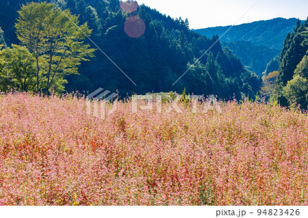 【岐阜県】赤いソバの花「福地いろどりむら」 【岐阜県】赤いソバの花「福地いろどりむら」 94823426