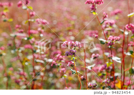 【岐阜県】赤いソバの花「福地いろどりむら」 94823454
