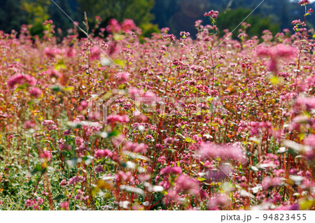 【岐阜県】赤いソバの花「福地いろどりむら」 94823455