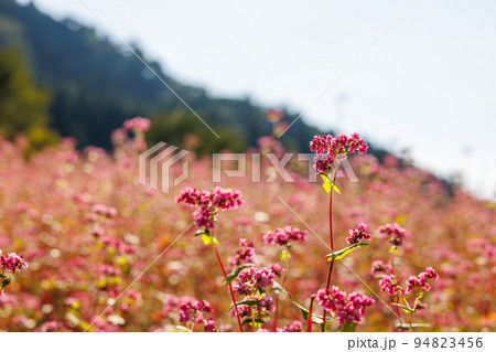 【岐阜県】赤いソバの花「福地いろどりむら」 94823456