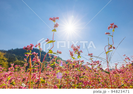 【岐阜県】赤いソバの花「福地いろどりむら」 94823471