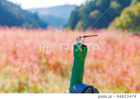 【岐阜県】赤いソバの花「福地いろどりむら」 94823474