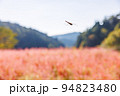 【岐阜県】赤いソバの花「福地いろどりむら」 94823480
