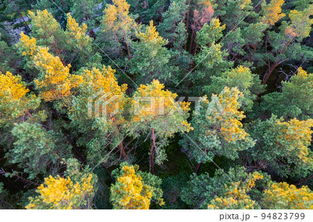 Drone photo of forests and groves in golden time Drone photo of forests and groves in golden time 94823799