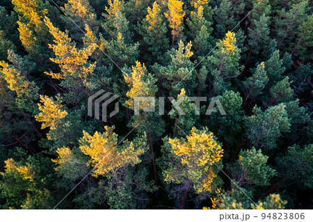 Drone photo of forests and groves in golden time Drone photo of forests and groves in golden time 94823806