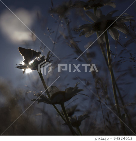 Bright orange butterflies on daisy flowers 94824612
