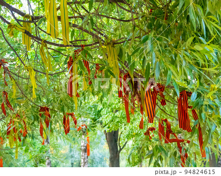 Wish tree with commemorative war ribbons Wish tree with commemorative war ribbons 94824615