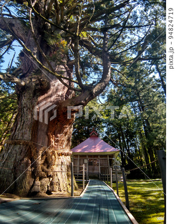 新潟県上越市虫川の大杉が鎮座する白山神社 94824719