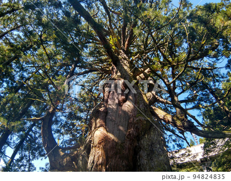 新潟県上越市虫川の大杉が鎮座する白山神社 94824835