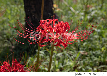 彼岸花（東京） 94825607