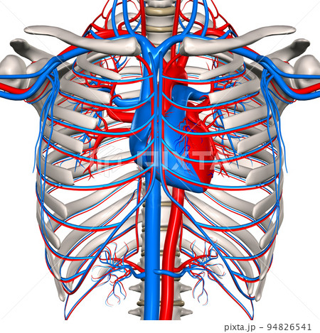 人体胸腹部血管網（胸骨・肋軟骨削除） 94826541