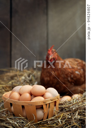 eggs in crate with red chicken in dry straw inside a wooden henhouse eggs in crate with red chicken in dry straw inside a wooden henhouse 94826807
