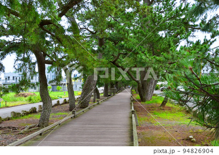 老松に囲まれた厳かな松並木　神の道　斜め 94826904