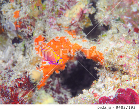 ハナゴンベの幼魚 ハナゴンベの幼魚 94827193