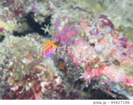 ハナゴンベの幼魚 ハナゴンベの幼魚 94827196