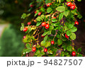 Red fruits of a medicinal rose hip on a bush with green leaves 94827507