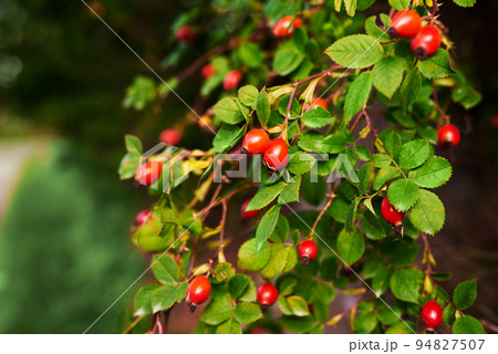 Red fruits of a medicinal rose hip on a bush with green leaves Red fruits of a medicinal rose hip on a bush with green leaves 94827507