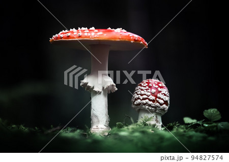 Fly agaric in dark forest close up 94827574