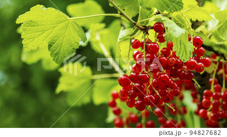clusters of ripe red currants hanging on a branch, food backgrounds, macro photography 94827682