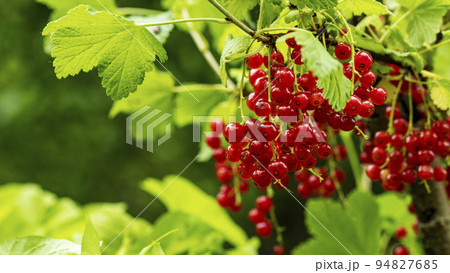 clusters of ripe red currants hanging on a branch, food backgrounds, macro photography clusters of ripe red currants hanging on a branch, food backgrounds, macro photography 94827685