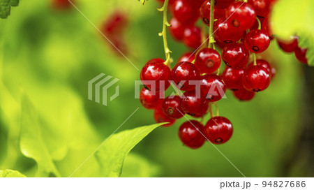 clusters of ripe red currants hanging on a branch, food backgrounds, macro photography clusters of ripe red currants hanging on a branch, food backgrounds, macro photography 94827686