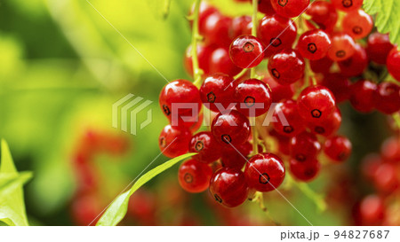 clusters of ripe red currants hanging on a branch, food backgrounds, macro photography clusters of ripe red currants hanging on a branch, food backgrounds, macro photography 94827687