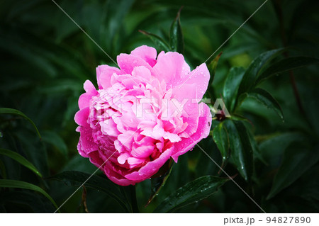 Blooming peony flower Blooming peony flower 94827890