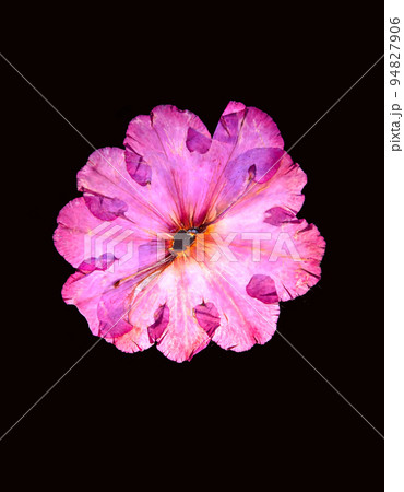 Single flower head Single flower head 94827906