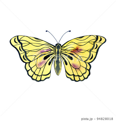 Watercolor butterfly isolated on white. Hand drawn insect illustration. Butterfly clipart. 94828018