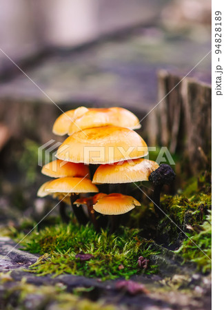 Forest mushrooms on tree stumpwith green moss. Honey agaric mushrrom. Forest mushrooms on tree stumpwith green moss. Honey agaric mushrrom. 94828189