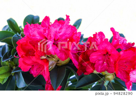 Rhododendron flowers 94828290