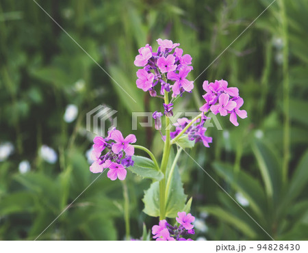 Purple summer phloxes 94828430