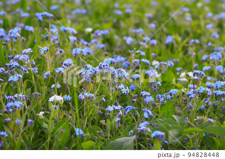 Forget me not plants. Small flowers blooming in spring garden. Forget me not plants. Small flowers blooming in spring garden. 94828448