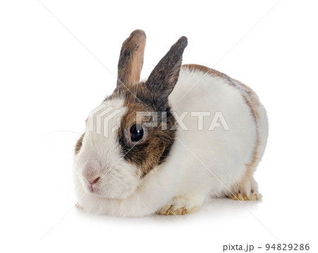 rex rabbit in studio 94829286
