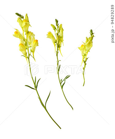 Set of yellow linaria flowers isolated Set of yellow linaria flowers isolated 94829289
